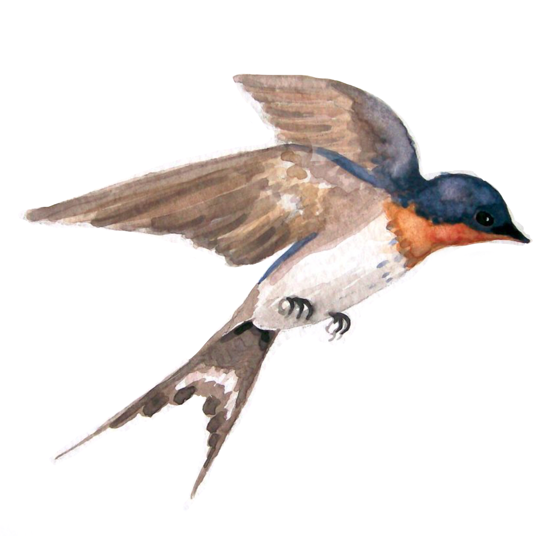 Ласточка в полете