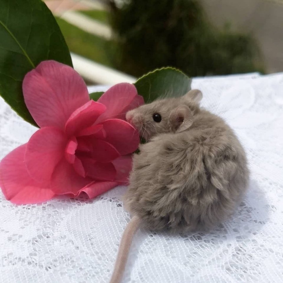 Кучерявые мышки