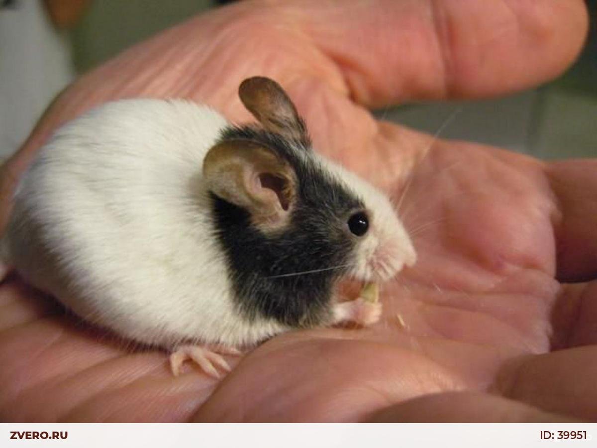 Японская карликовая мышка