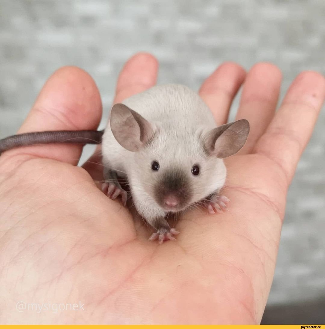 Крыса сиамского окраса