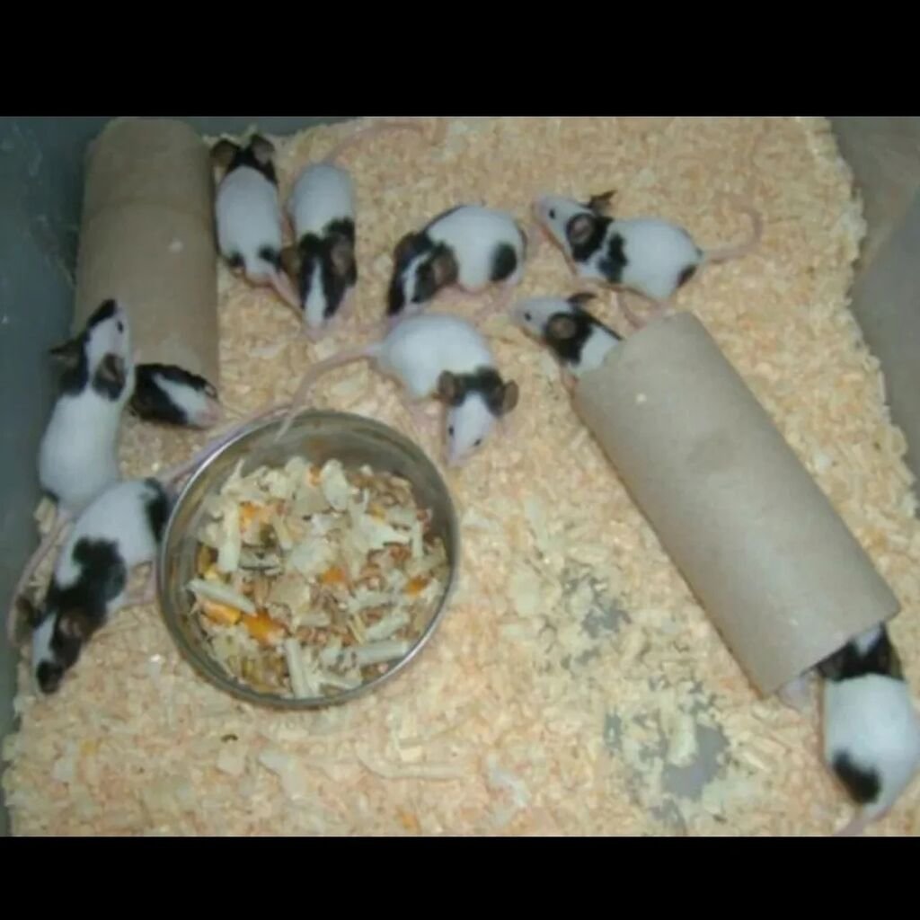 Японская декоративная мышь