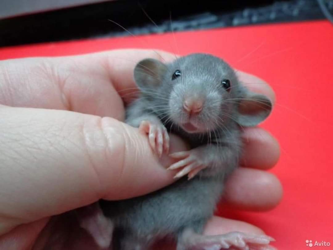 Крыса Дамбо голубая