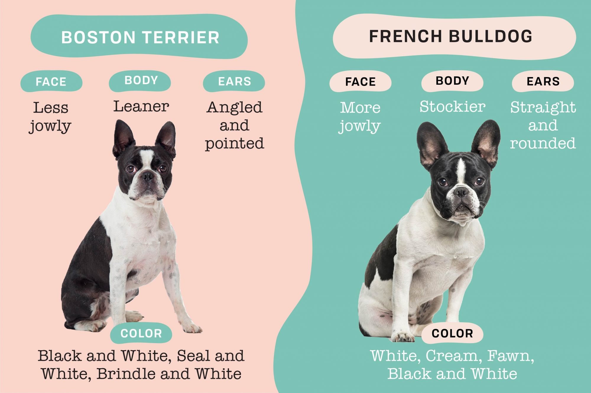 Французский бульдог сравнение. Бостон-терьер и французский. Бостонский бульдог. Бостонский терьер стандарт породы. Бостон и французский бульдог.