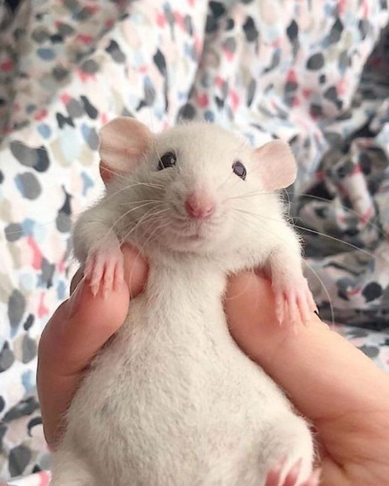 Декоративная крыса Дамбо