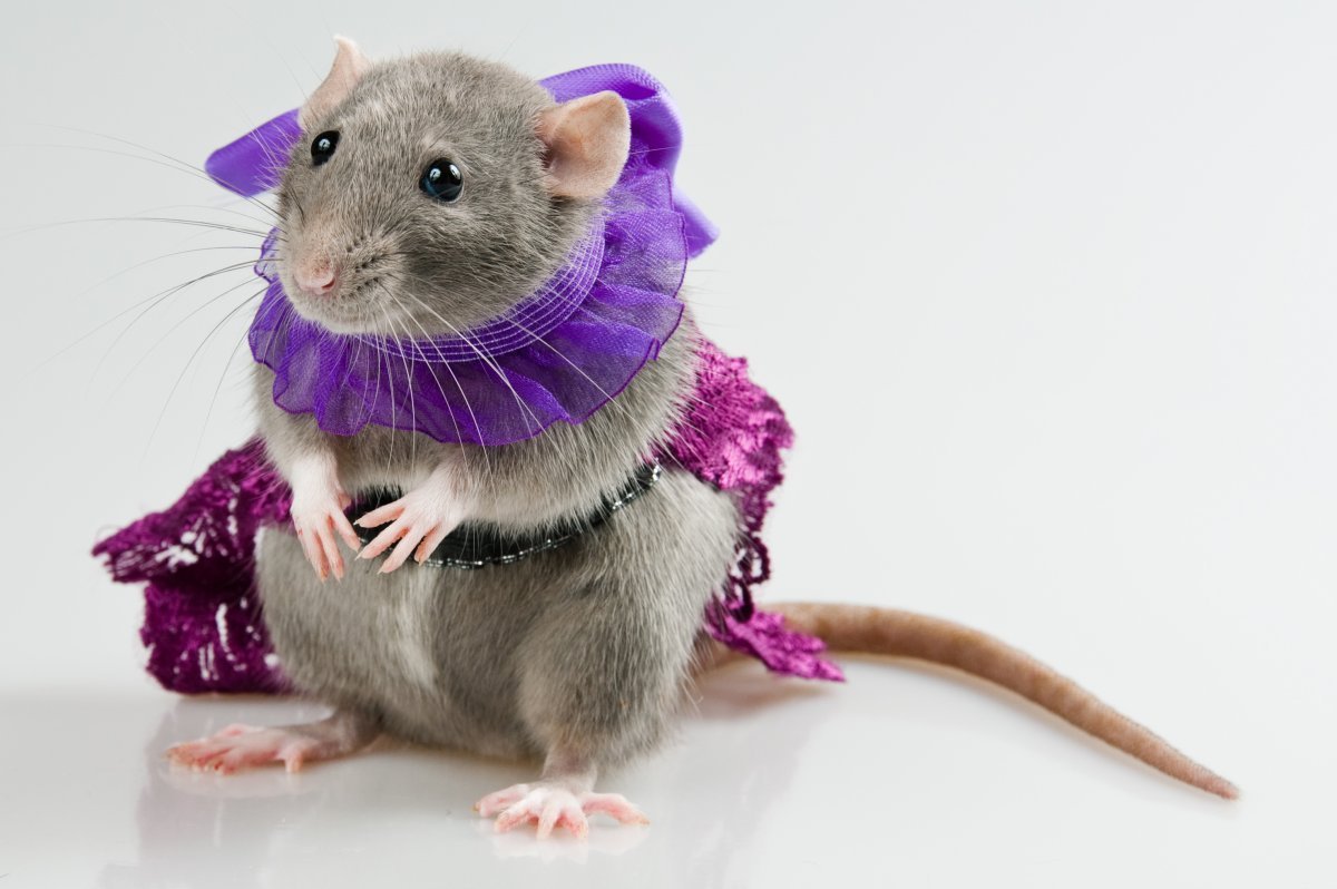 Лиловая крыса