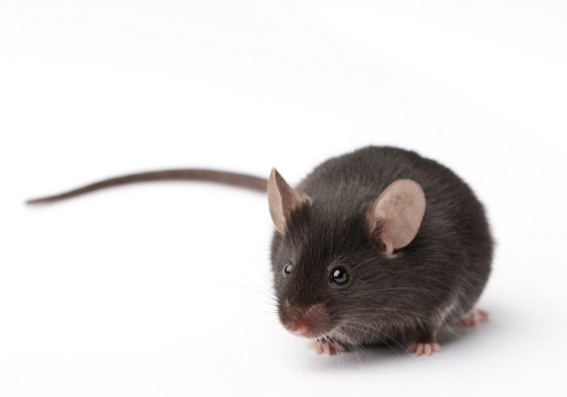 Мышь вид сверху