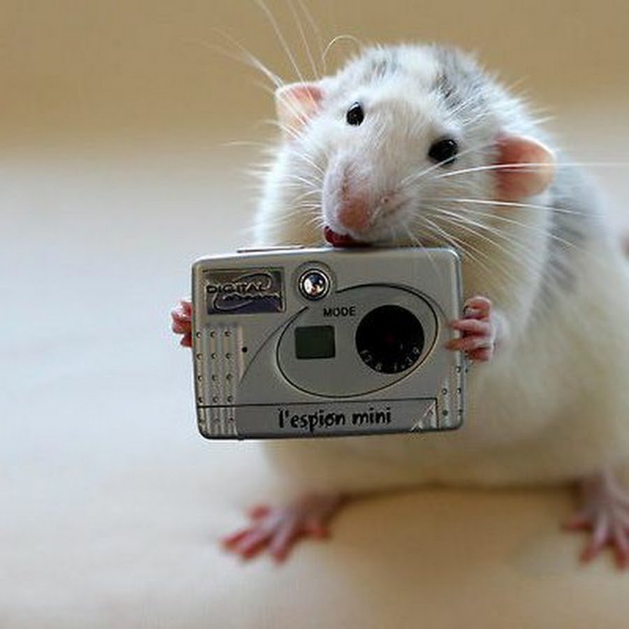 Крыса с фотоаппаратом