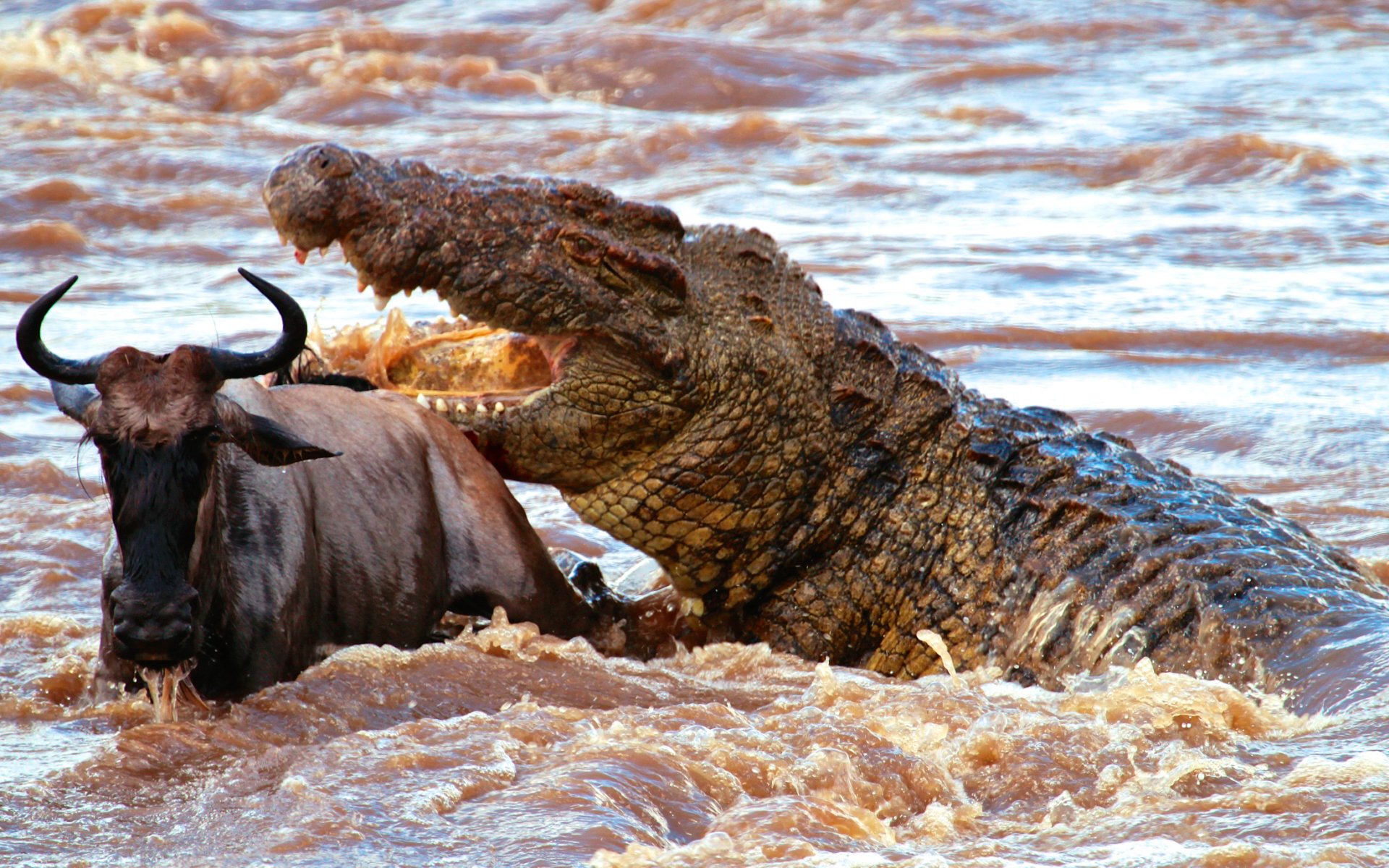 Dangerous wild animals. Нильский крокодил охота. Нильский крокодил нападения. Буйвол против крокодила. Африка Нильский крокодил.