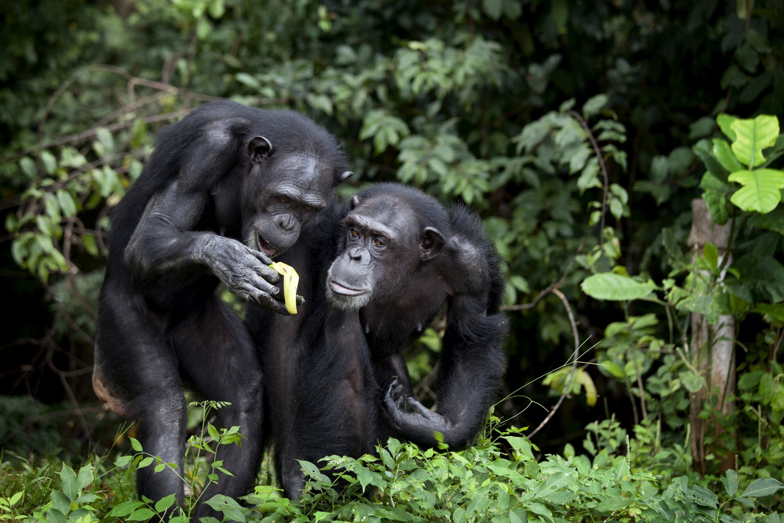 Местообитание горилл шимпанзе ленивцев леопардов ягуаров. Швейнфуртовский шимпанзе. Детеныш обезьяны. Обезьяны в Африке. Африканский шимпанзе.