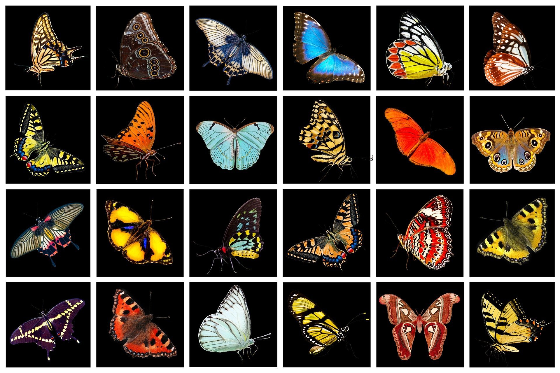 Покажи где бабочка. Бабочки. Коллекция бабочек. Множество бабочек. Разные бабочки.
