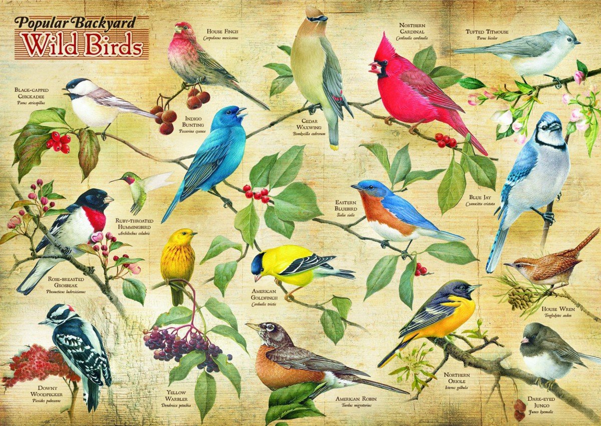 Cobble Hill 1000 птицы