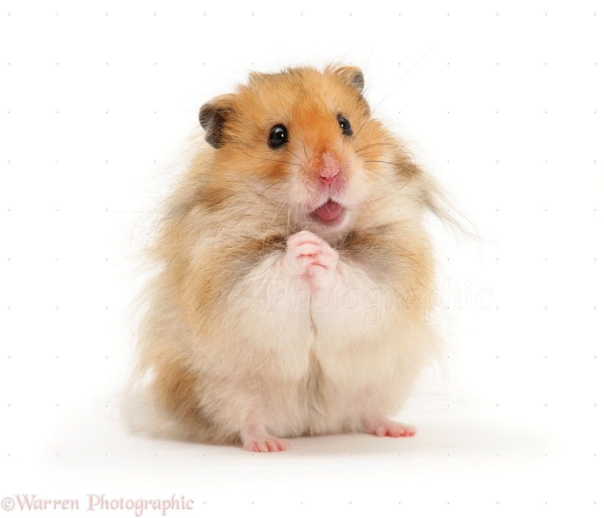 Sad hamster violin hamster. Сирийский ангорский хомяк. Сирийский хомяк Тедди. Хомяк Хамстер. Фон с хомяками.