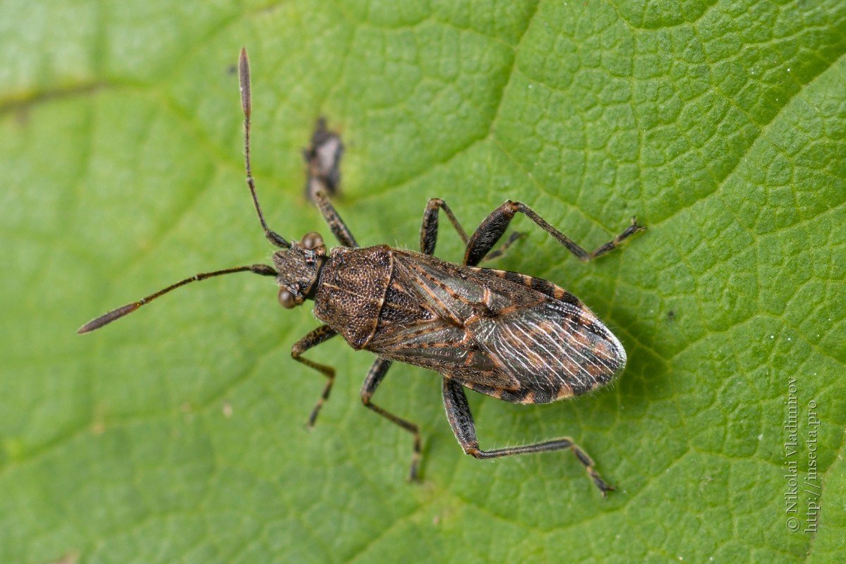 Клоп-хищнец Ринокорис