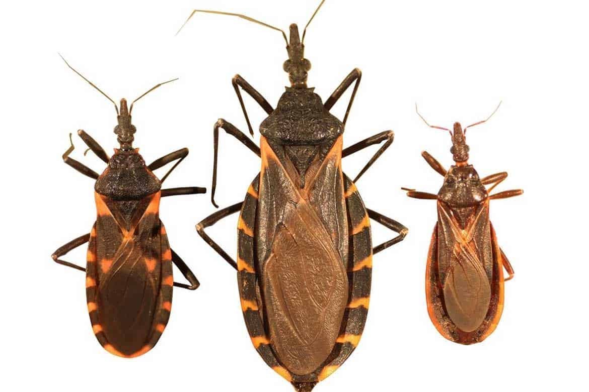 Триатомовые клопы