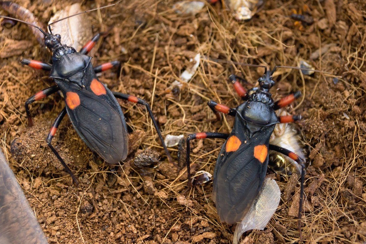 Жук хищнец черный