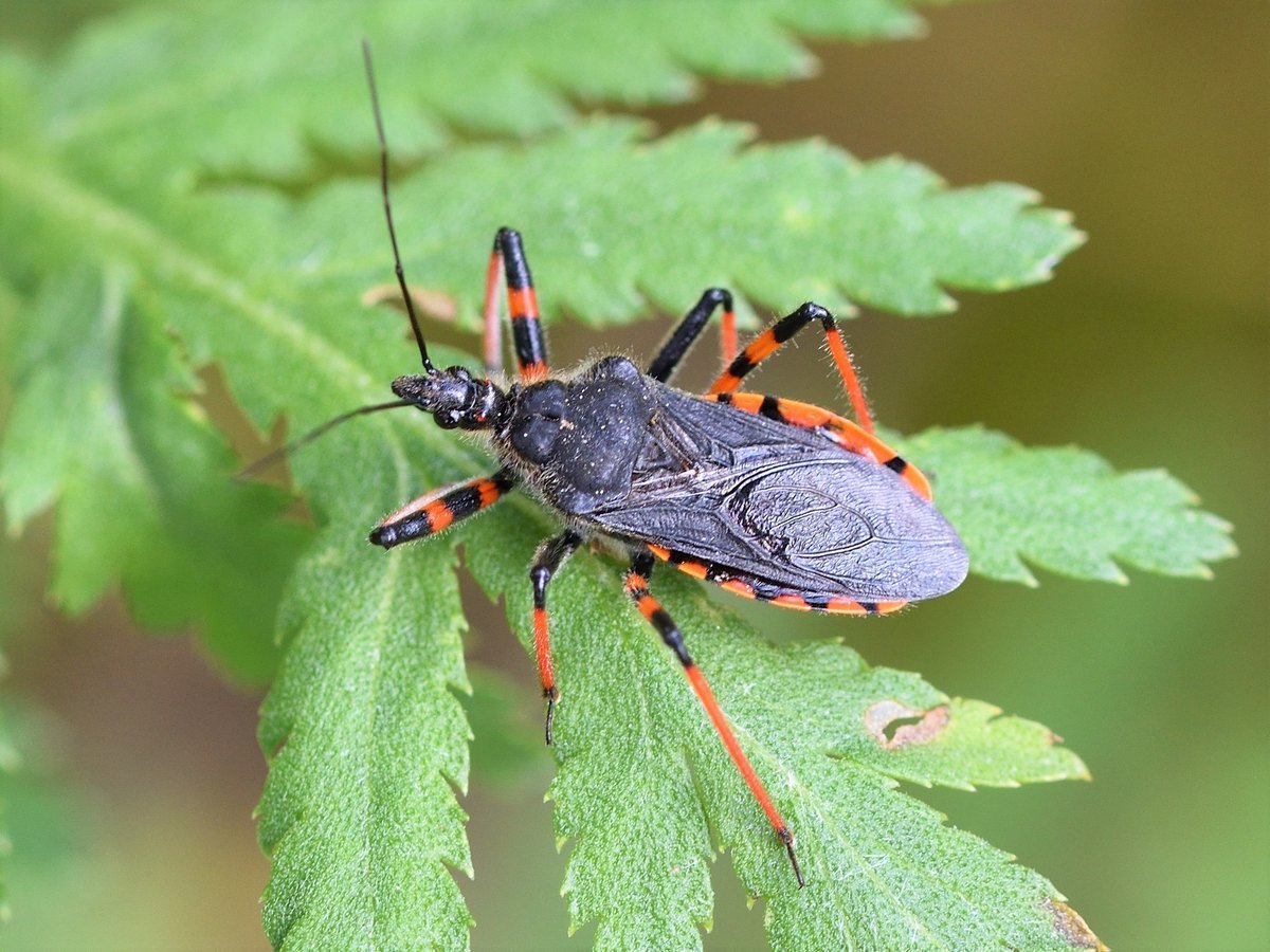Хищнец кольчатый Rhynocoris annulatus