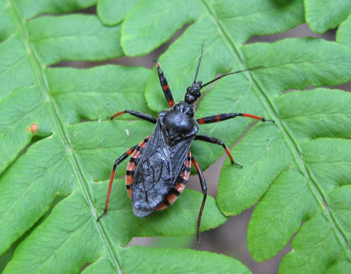 Клоп хищнец