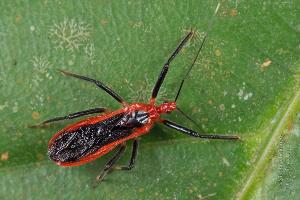 Хищнец узкий