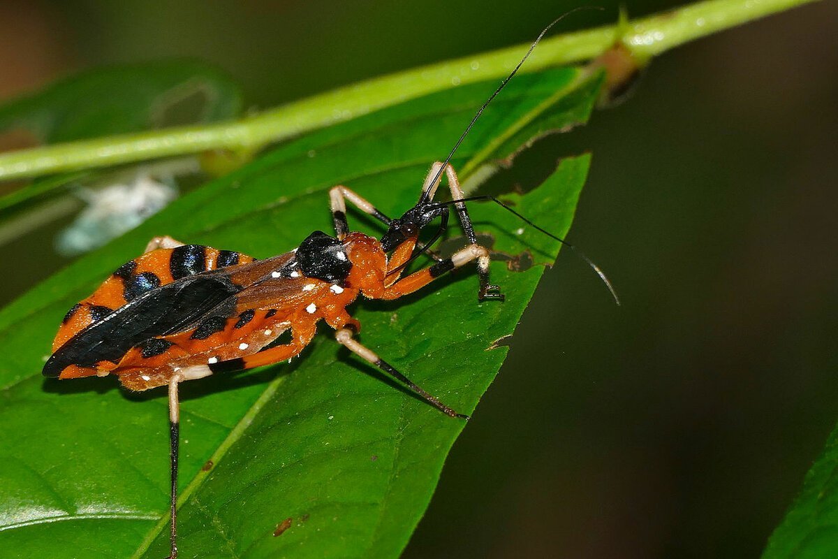 Колёсный Жук (Arilus cristatus)