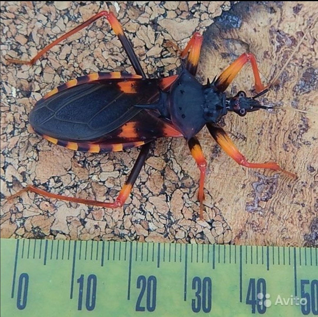 Хищнец Жук убийца