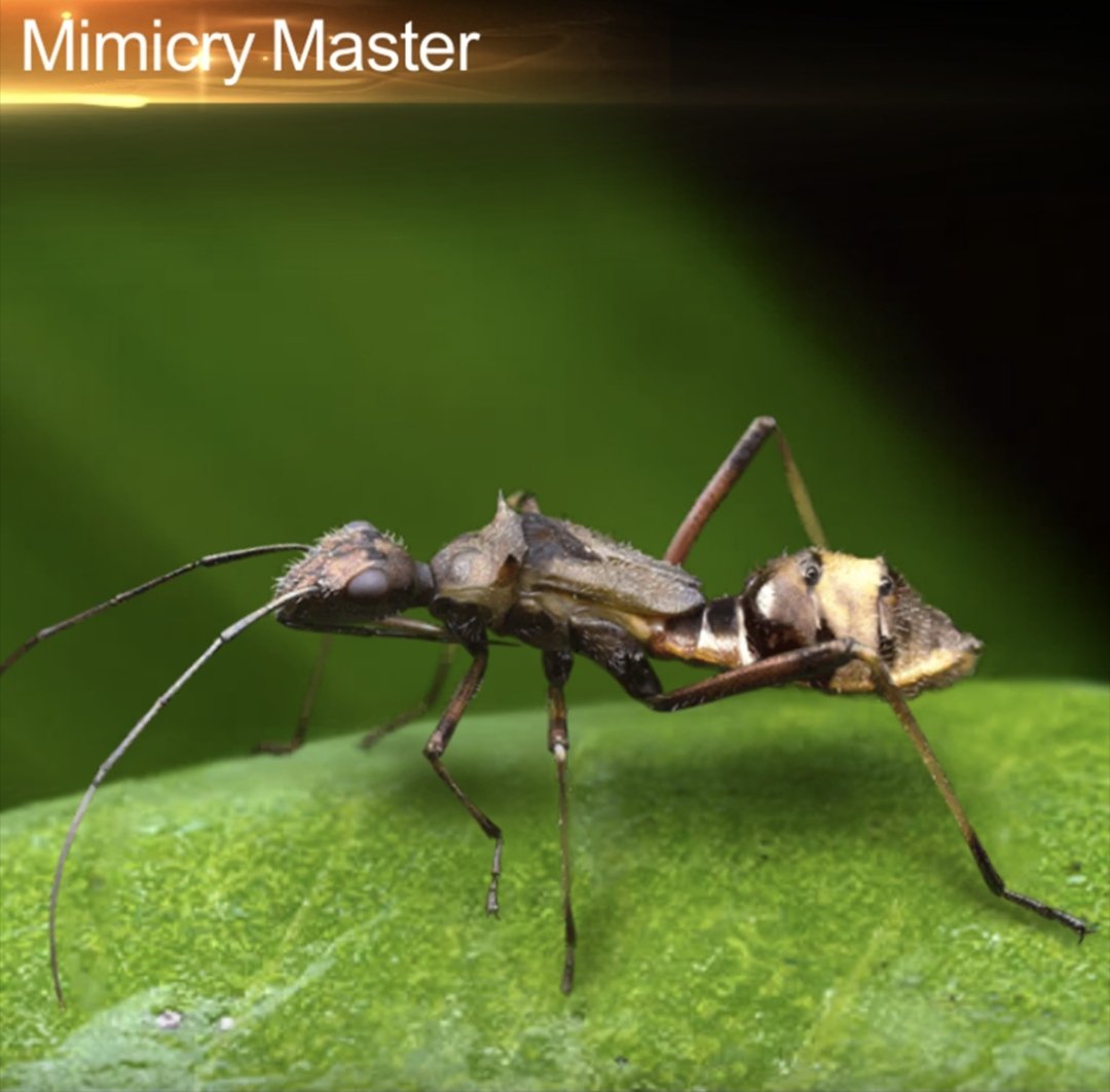 Поцелуйный клоп