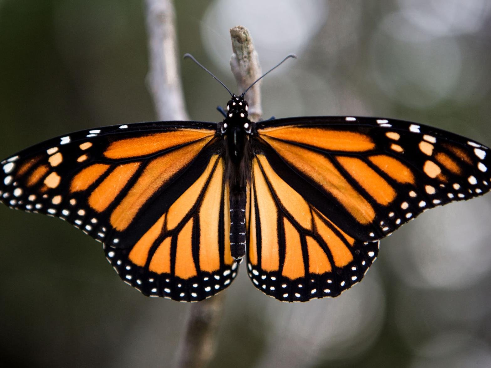 Огромные бабочки порхали. Бабочка Монарх. Данаида Монарх. Monarch бабочка.