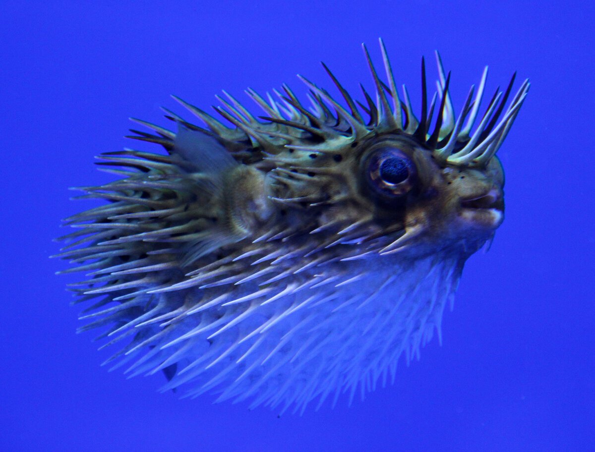 Остров рыба сюрреализм