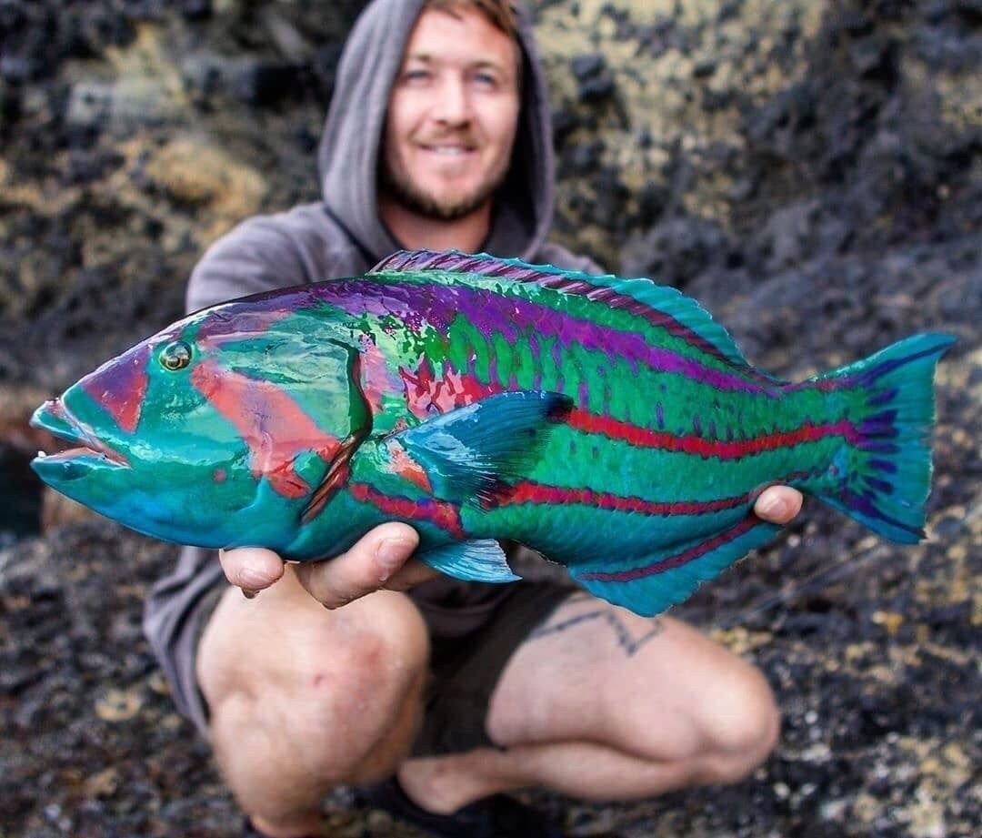 Рыба для срисовки