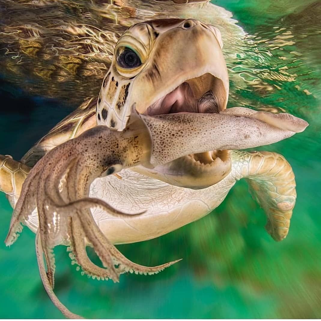 Марк Сузино подводный мир