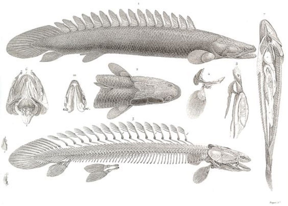 Рыба Полиптерус скелет