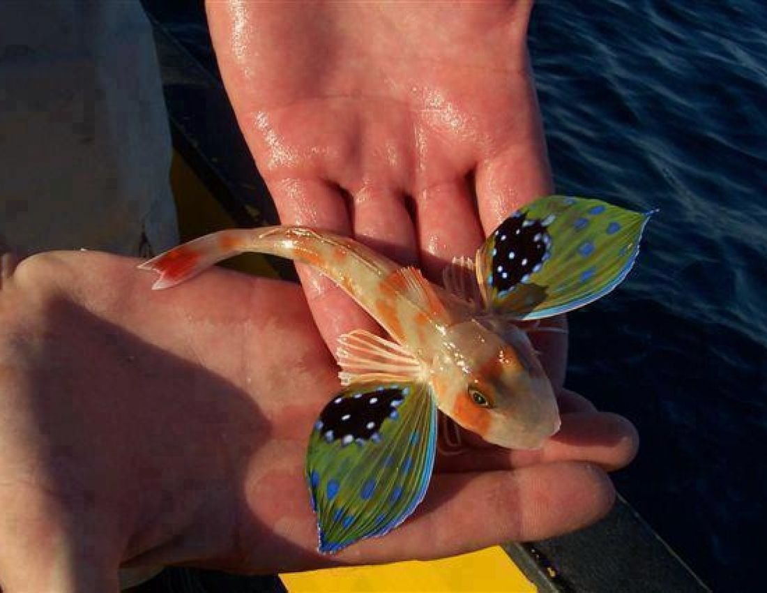 Размер рыбы разрешенной к вылову