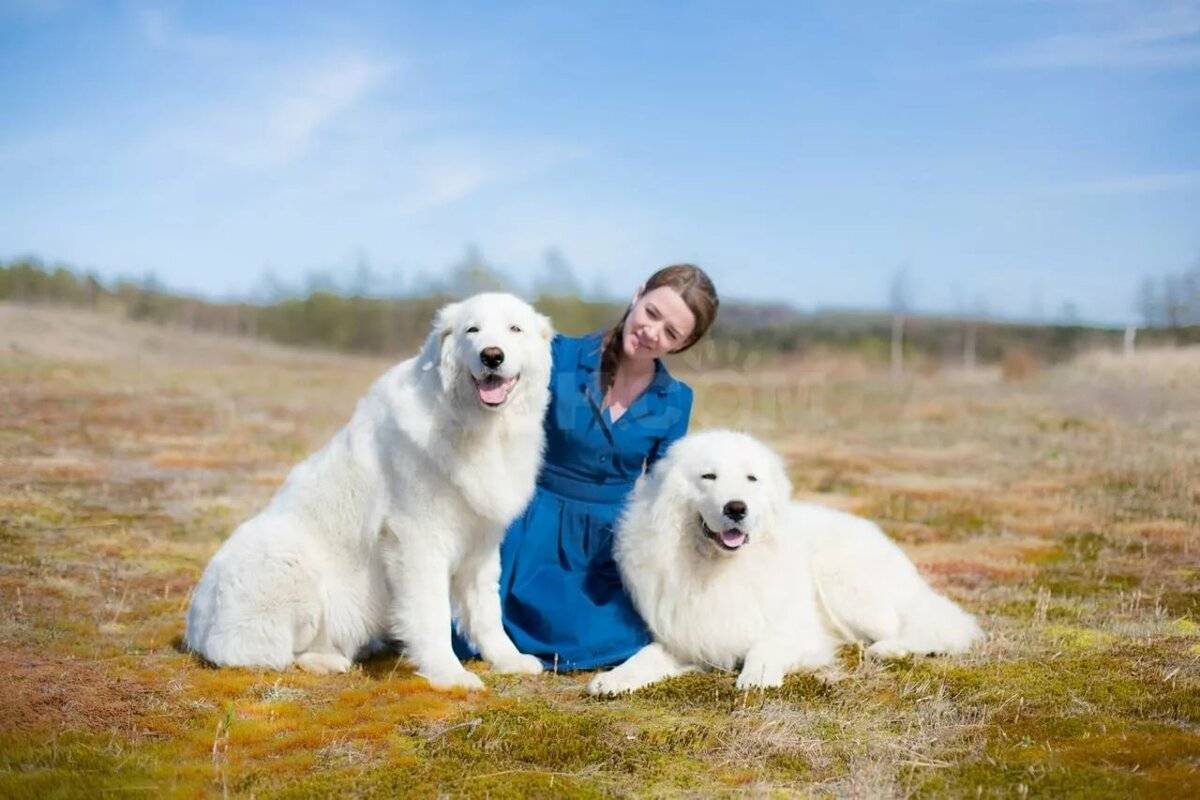 Муремобрутская овчарка