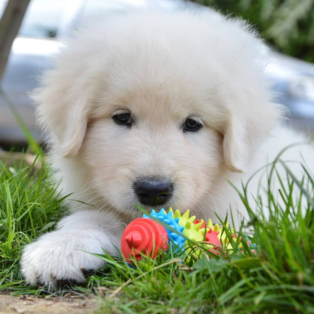 Маремма-абруццкая овчарка