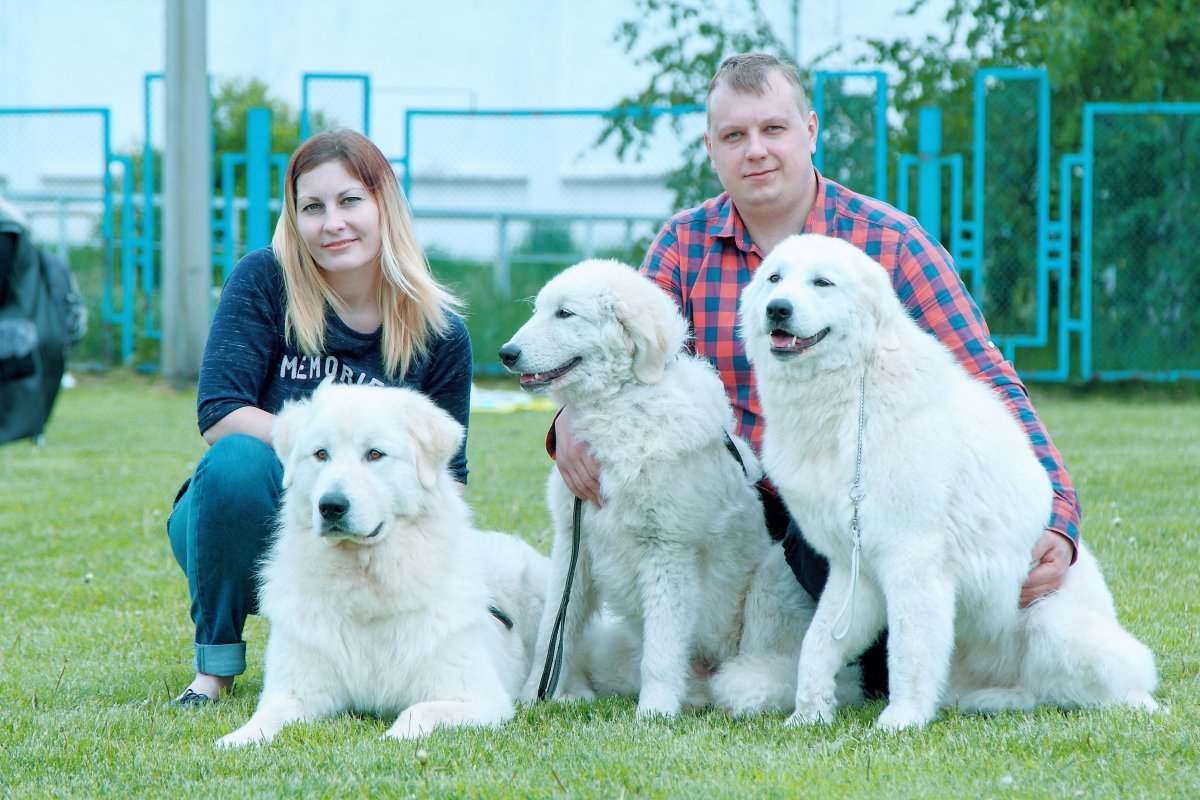 Маремма-абруццкая овчарка с человеком