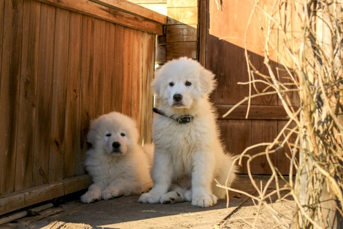 Амбромо Бруцкая овчарка