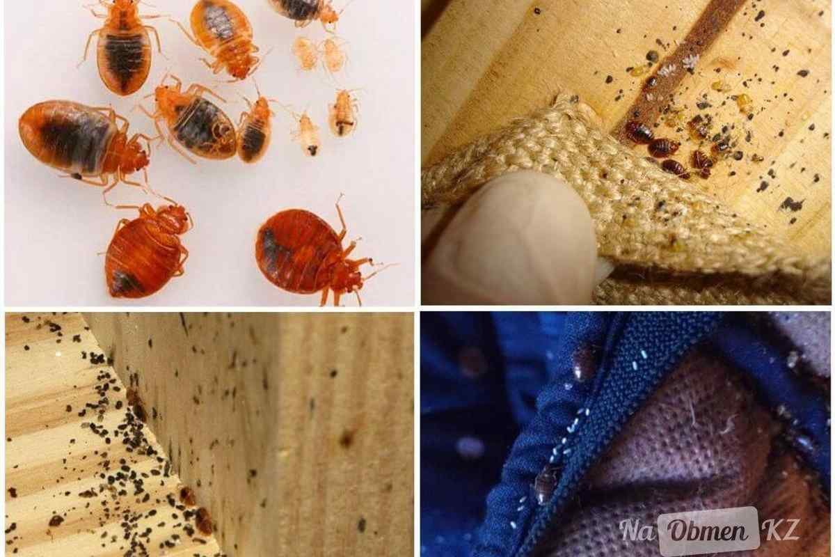 Постельный клоп борьба домашними средствами