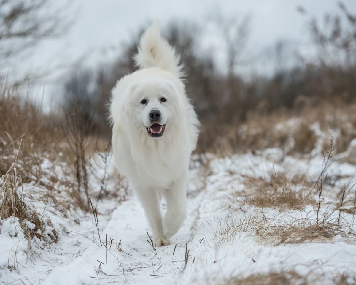 Маремма РКФ 5579278