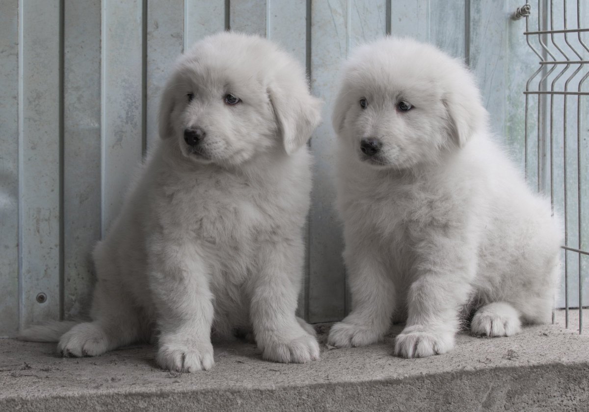 Маремма-абруццкая овчарка на задних