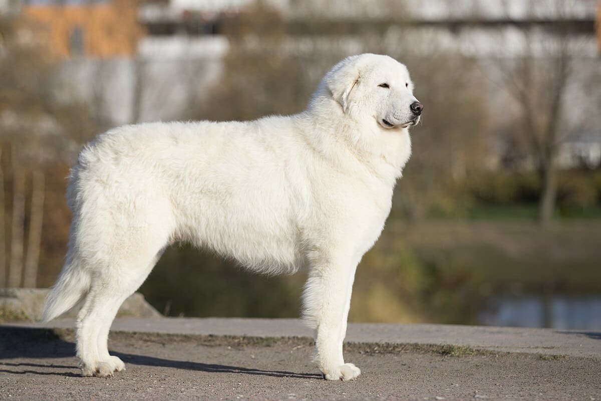 Маремма пастух