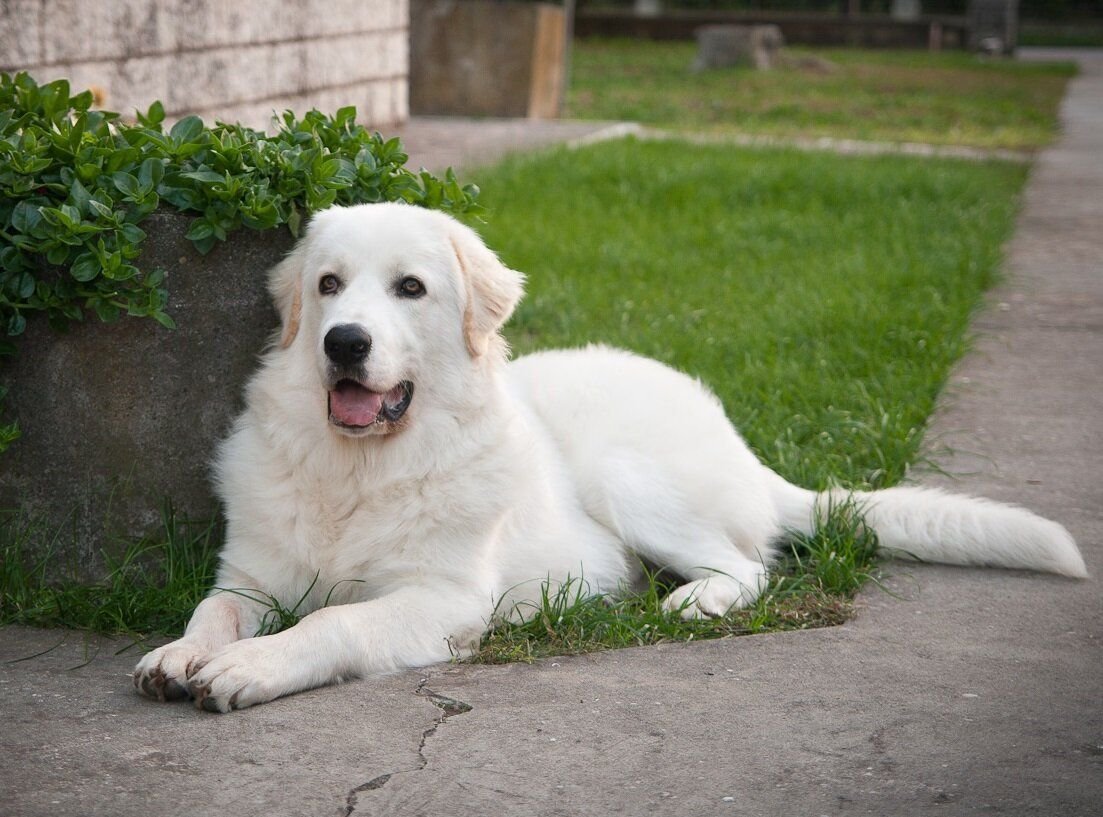 Мареммо-абруцкая овчарка щенки