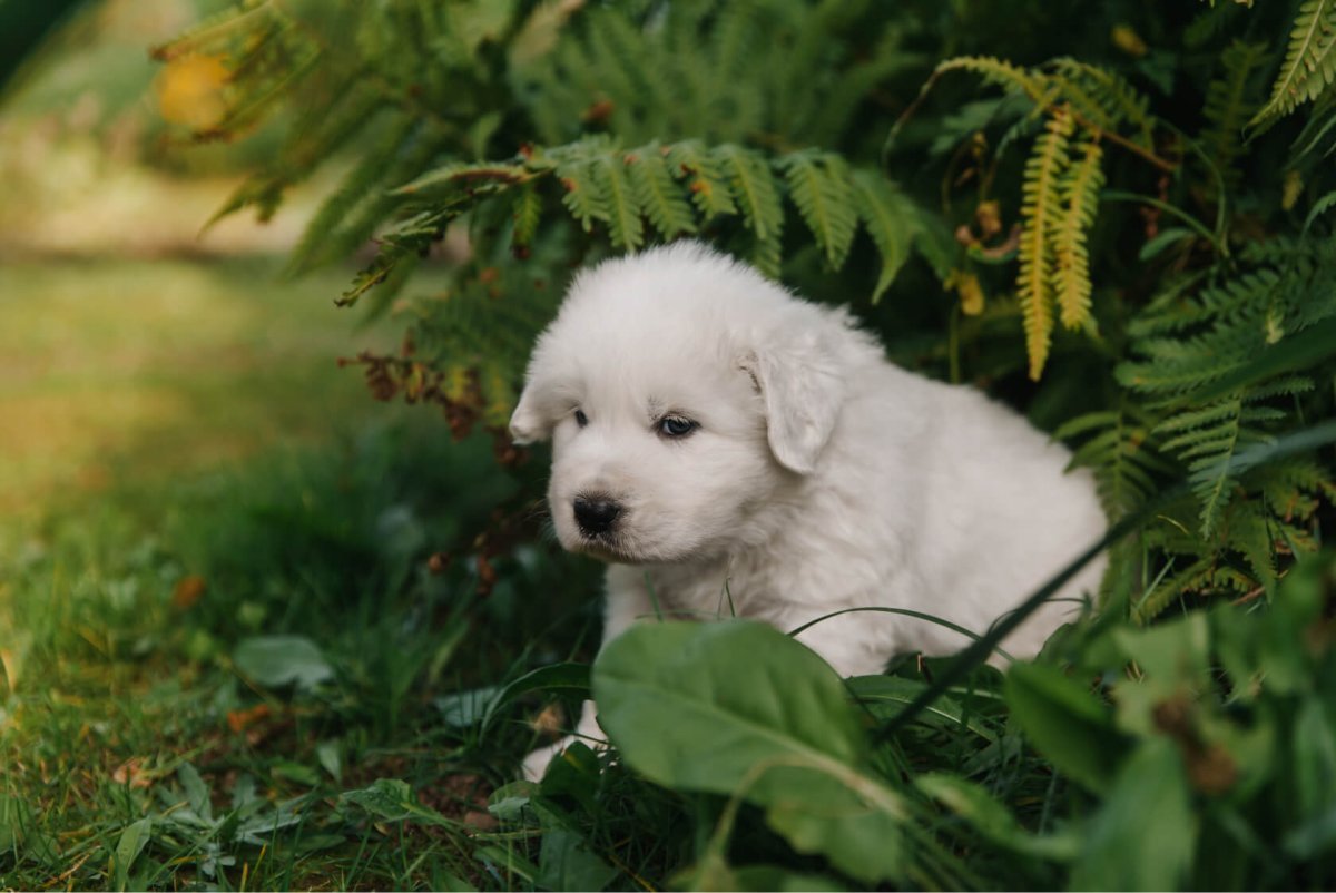 Мерамо абруццкая овчарка