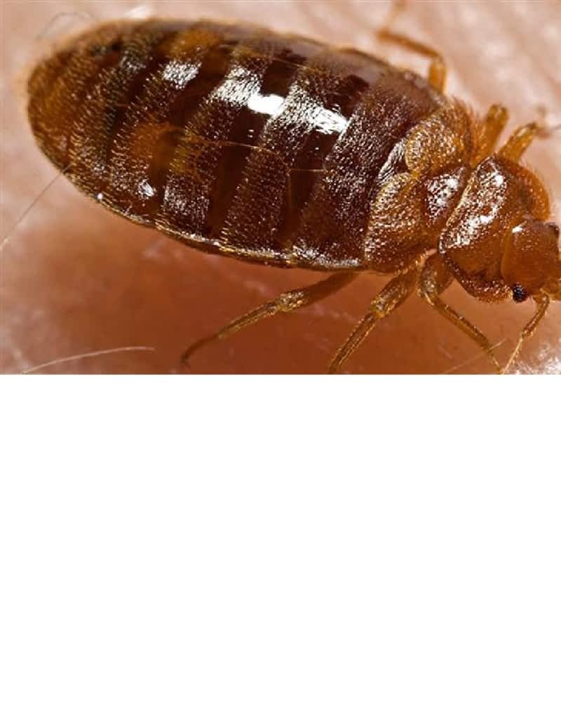 Постельный клоп кровососущий