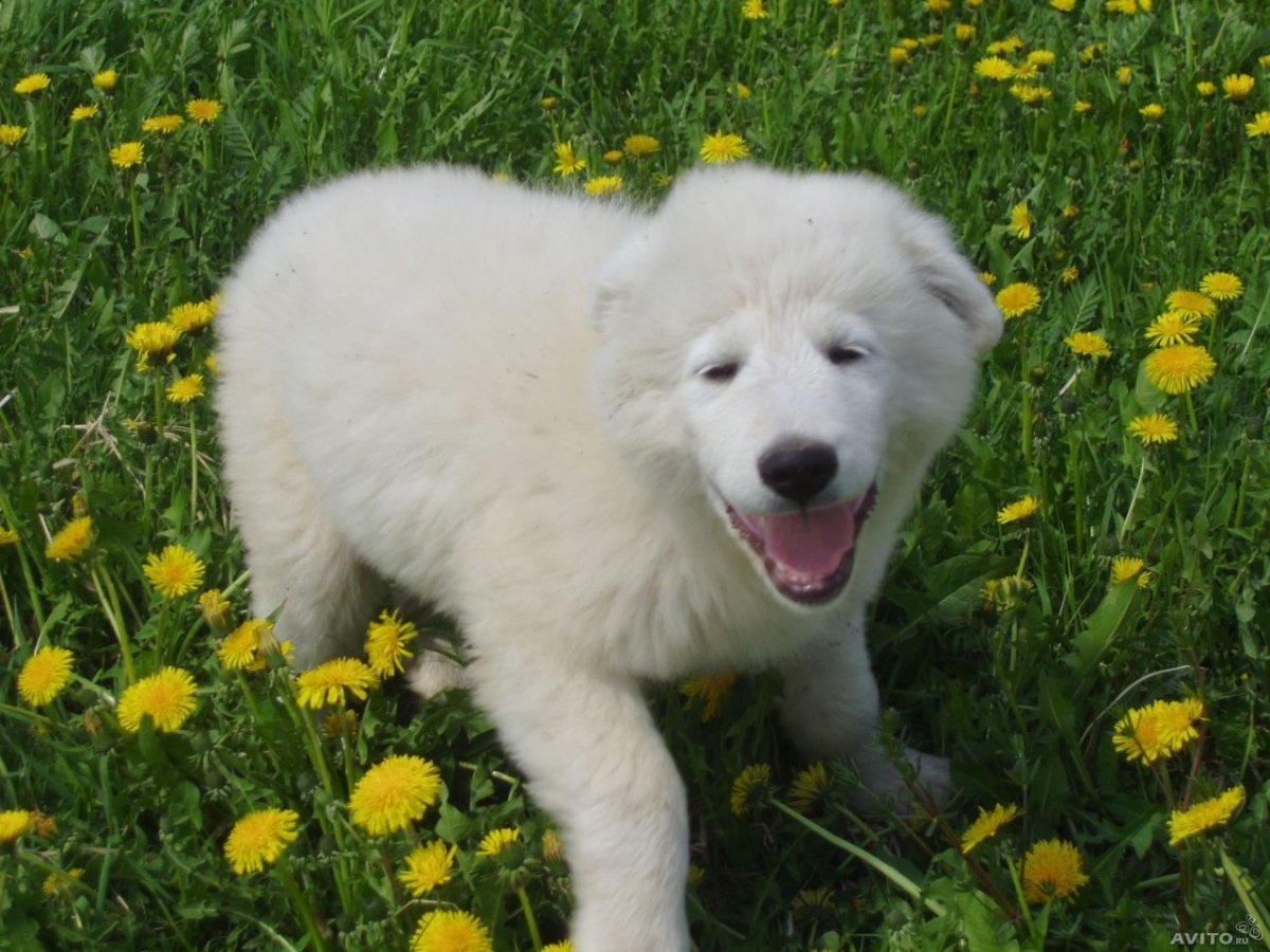 Овчарка белая бездомная