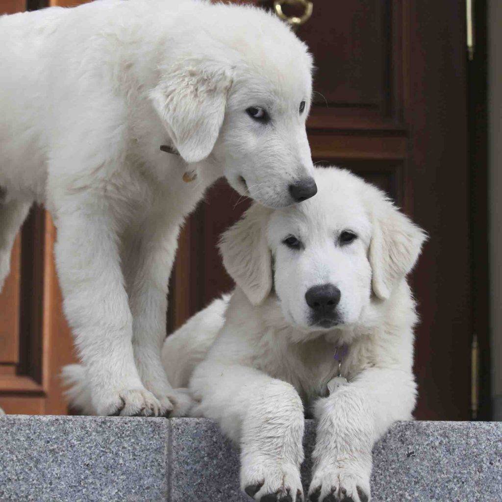 Канал Маремма-абруццкая овчарка