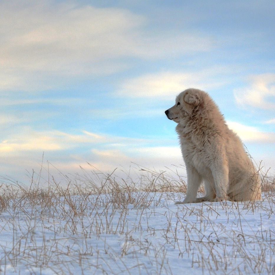 Маремма-абруццкая овчарка с человеком