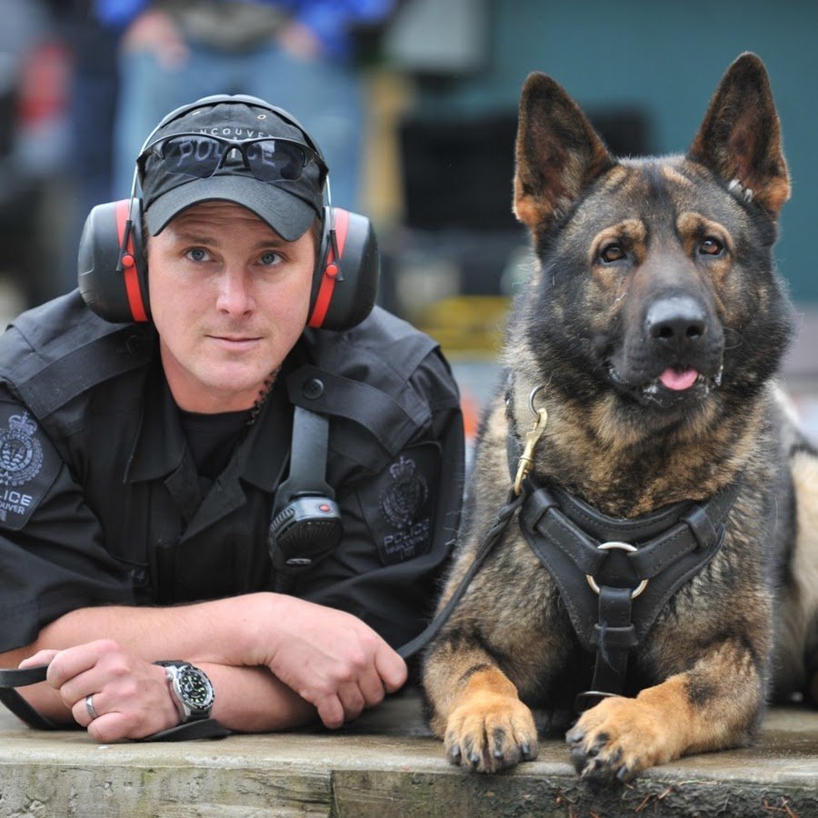 K9 Police овчарка