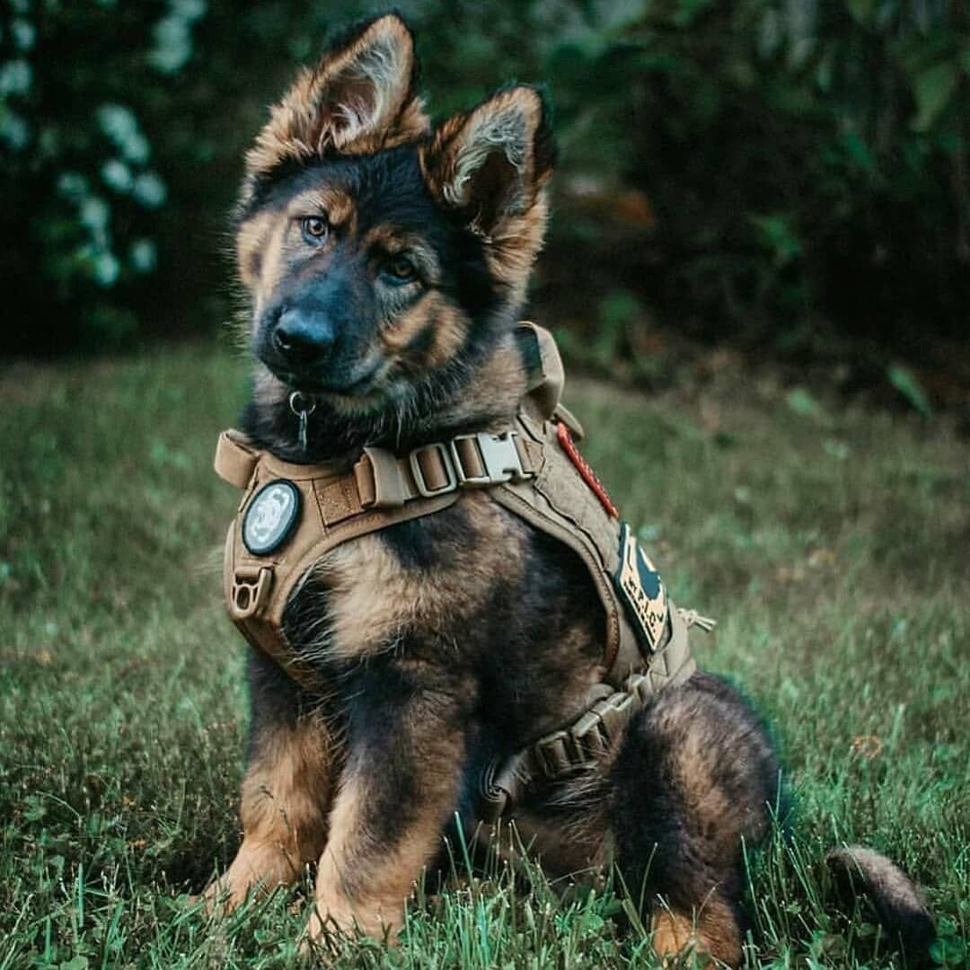 K9 овчарка Army
