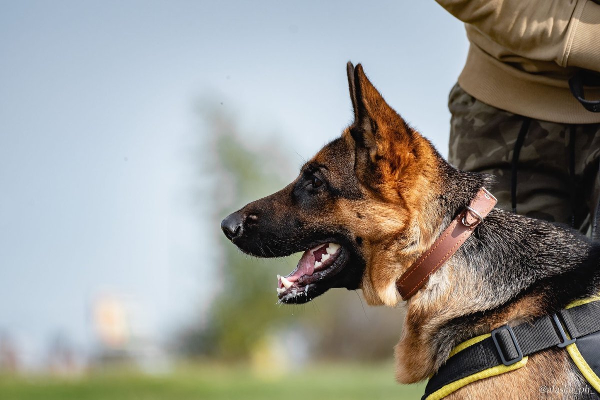 Немецкая овчарка ЗКС