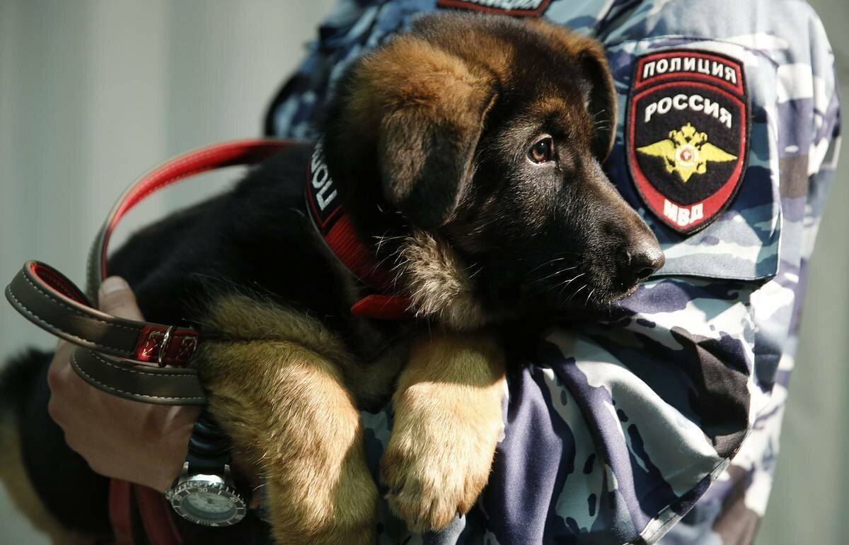 Служебные собаки в полиции