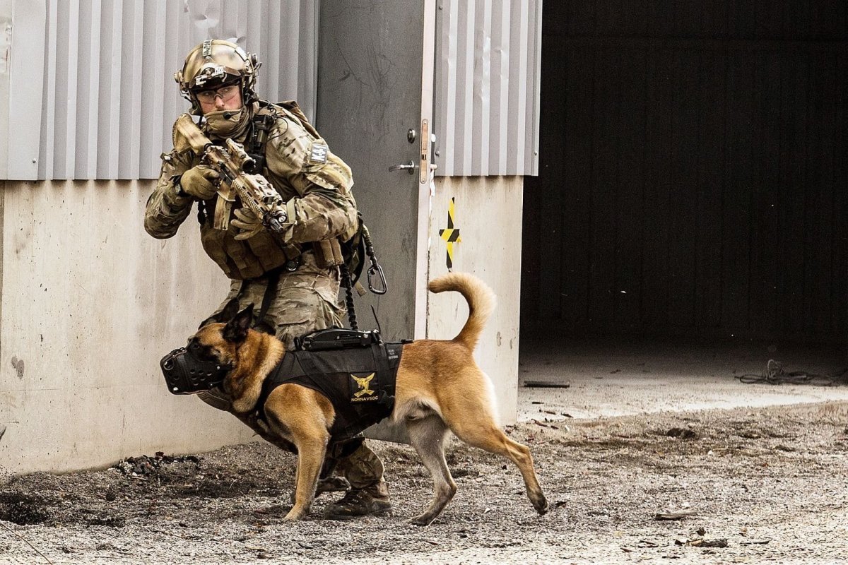 Бельгийская овчарка спецназ